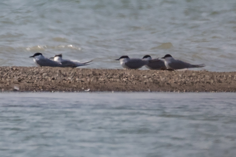 Gull-billed Tern